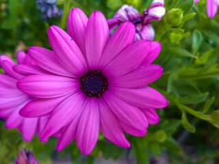 kwiat roślina płatki natura makro ogród © Piotr