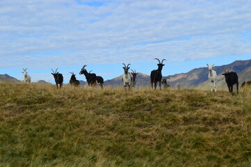 The beautiful landscape around the mountains of Lake Como in Lombardy in Northern Italy