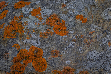 bright red and blue rough moss on gray stone, textured pattern