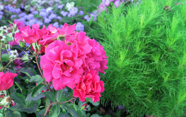 Blooming pink roses on a background of green foliage.