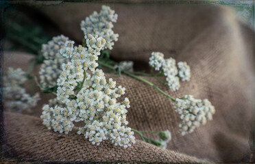 Wildflowers of yarrow on the background of old burlap