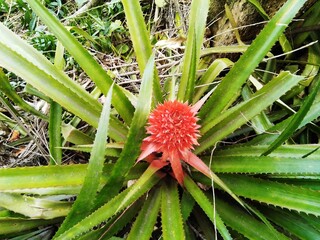 red and green plant