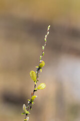 spring willow branch