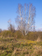 sunny spring landscape