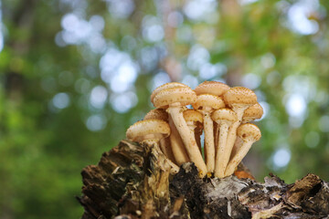 Honey Fungus (Armillaria mellea) grow on an old birch stump. A group of edible stump mushroom....
