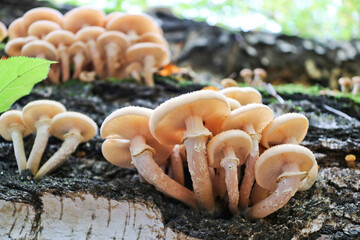 Honey Fungus (Armillaria mellea) grows on old felled birch trees. A group of edible stump mushroom....