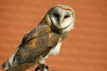 Beautiful Barn owl from clouse-up