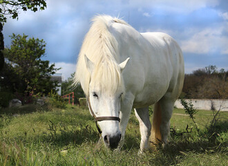 white horse in field