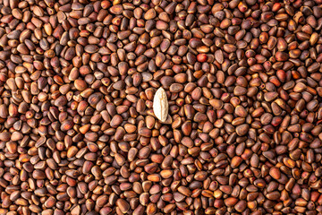 One almond nut among many cedar nuts in the shell. Concept of uniqueness and individuality. Don't be afraid to be different and succeed