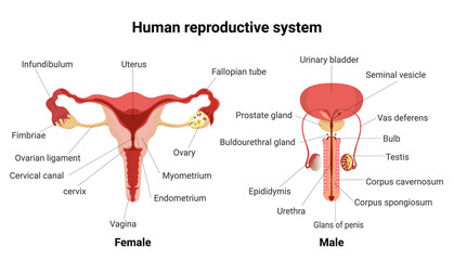 Male and female reproductive system with main parts labeled. Anatomy  human. Anterior views. Vector Illustration