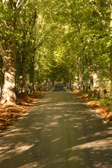 Obraz premium Autumn colors in the beautiful Stockholm Archipelago, Sweden