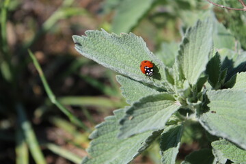 ladybird on a leaf