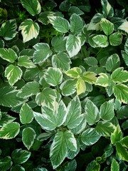 close up of green leaves, green vibe, wallpaper, plant, close up, shot