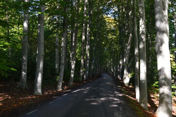 Obraz premium Autumn colors in the beautiful Stockholm Archipelago, Sweden