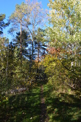 Obraz premium Autumn colors in the beautiful Stockholm Archipelago, Sweden