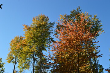 Fototapeta na wymiar Autumn colors in the beautiful Stockholm Archipelago, Sweden
