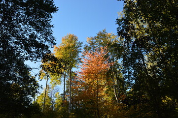 Autumn colors in the beautiful Stockholm Archipelago, Sweden