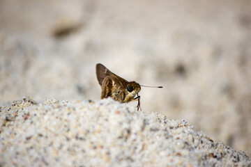 Mariposa