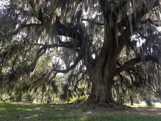 Louisiana Live Oak