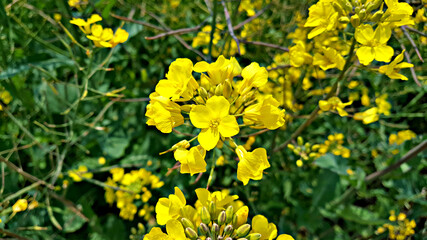 한국 제주도 유채꽃