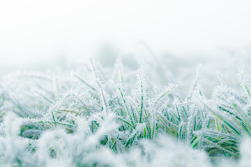 Frosty winter garden macro. Cold weather background concept. Frozen grass on the meadow with copy space