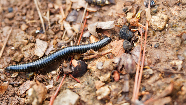 Tachypodoiulus niger | Iule, un mille pattes au corps cylindrique brun noir et brillant compos&eacute; de nombreux anneaux et une t&ecirc;te portant deux petites antennes
