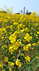 Obraz premium 한국 제주도 유채꽃