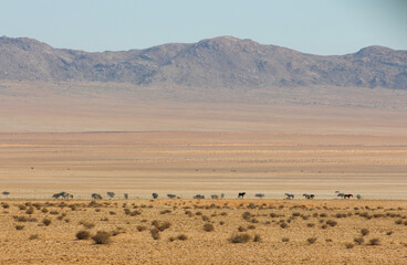 Desert scenery with wild horses