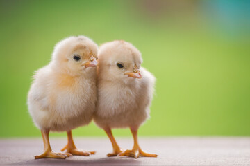 Close up two baby yellow chicken in a nature background © Santirat