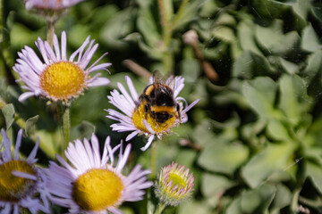Bumblebee collecting pollen