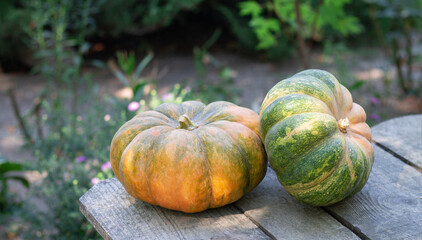 Two pumpkins on wooden table in the garden