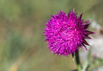 Wild flower with pink flower petals, with prickly thistles and green leaves, on green background.