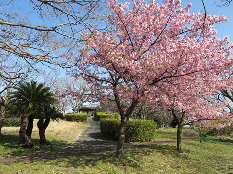 河津桜が咲く逗子市の大崎公園