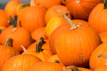 Kürbis, Heloween, Kürbissuppe, alle Kürbisarten