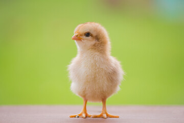 Baby chicken or yellow chick on a green background