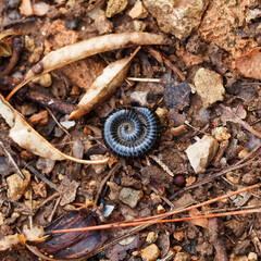 Tachypodoiulus niger | Iule en spirale, stratégie de protection
