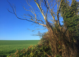 Bucolic landscape in the English countryside of East Anglia with trees and a meadow in the background