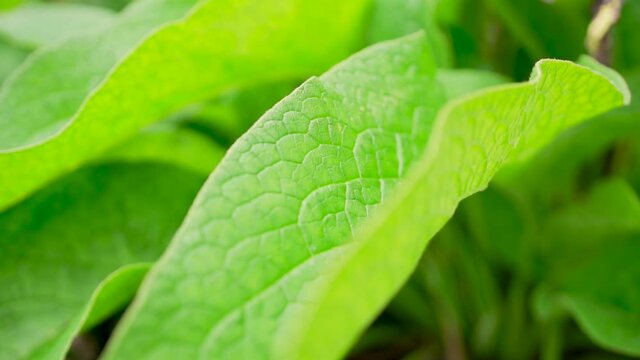 Close-up shot of medical plant leaf comfrey Symphytum officinale.