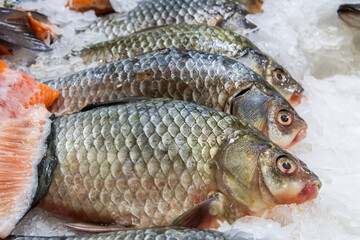 Gilt-head bream on bed of ice