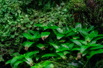 small creeper of some green and reddish branches having small closed buds of flowers