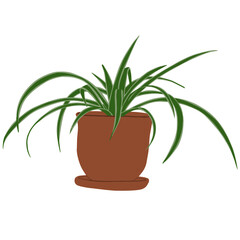 Spider Plant in Pot