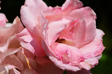 Pink delicate rose with green leaves in the garden.