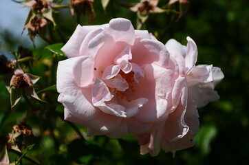 Pink delicate rose with green leaves in the garden.