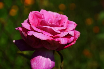 Pink delicate rose with green leaves in the garden.