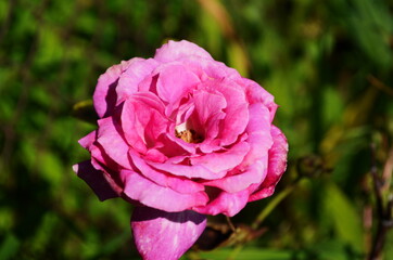 Pink delicate rose with green leaves in the garden.