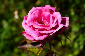 Pink delicate rose with green leaves in the garden.
