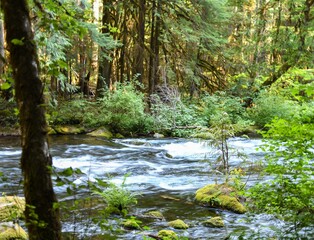 river in the Oregon forest