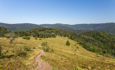 Fototapeta premium Sentier en montagne dans les prairies