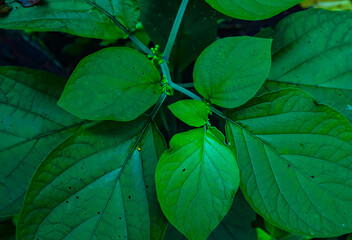 Plant backgrounds with the veins of their leaves. Some have raindrops. Images that bring you peace and connect you with nature.
