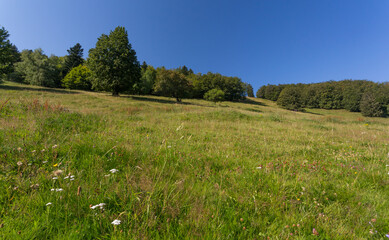 Prairie en montagne en été